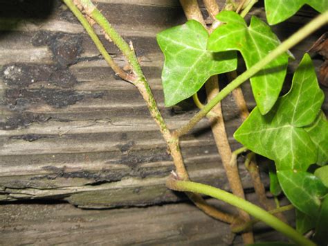 clinging part of ivy figgerits